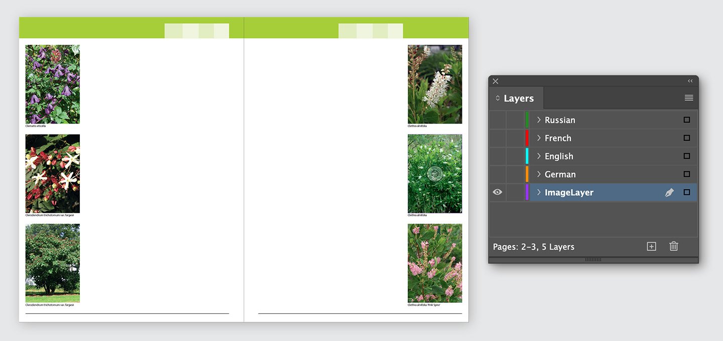 InDesign layer structure: shared image layer printed in cyan, magenta and yellow